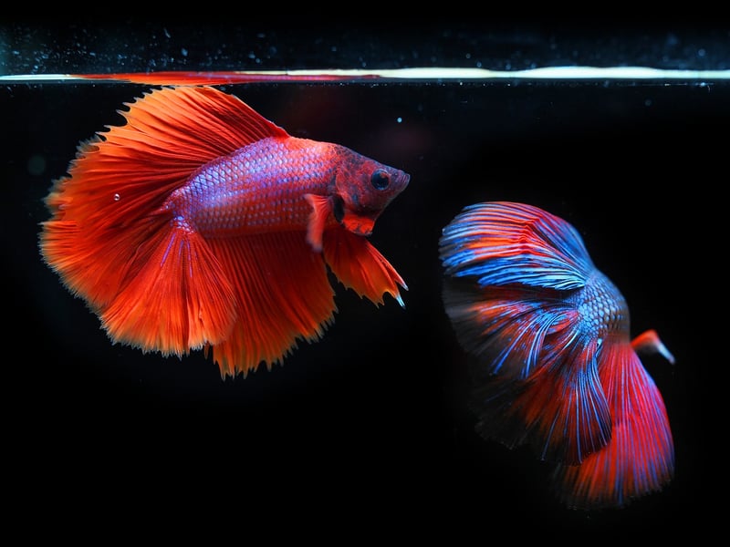 Fishing for food